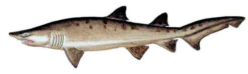 Carcharias taurus_09.jpg